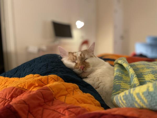 /Images/uploads/Friends of Seal Beach Animal Care Center/2022sbacc/entries/21182thumb.jpg